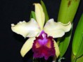 /album/fotogalerie-cattleya-dowiana/catt-dowiana%20var-aurea%20%c2%b4youngs%c2%b4-jpg/